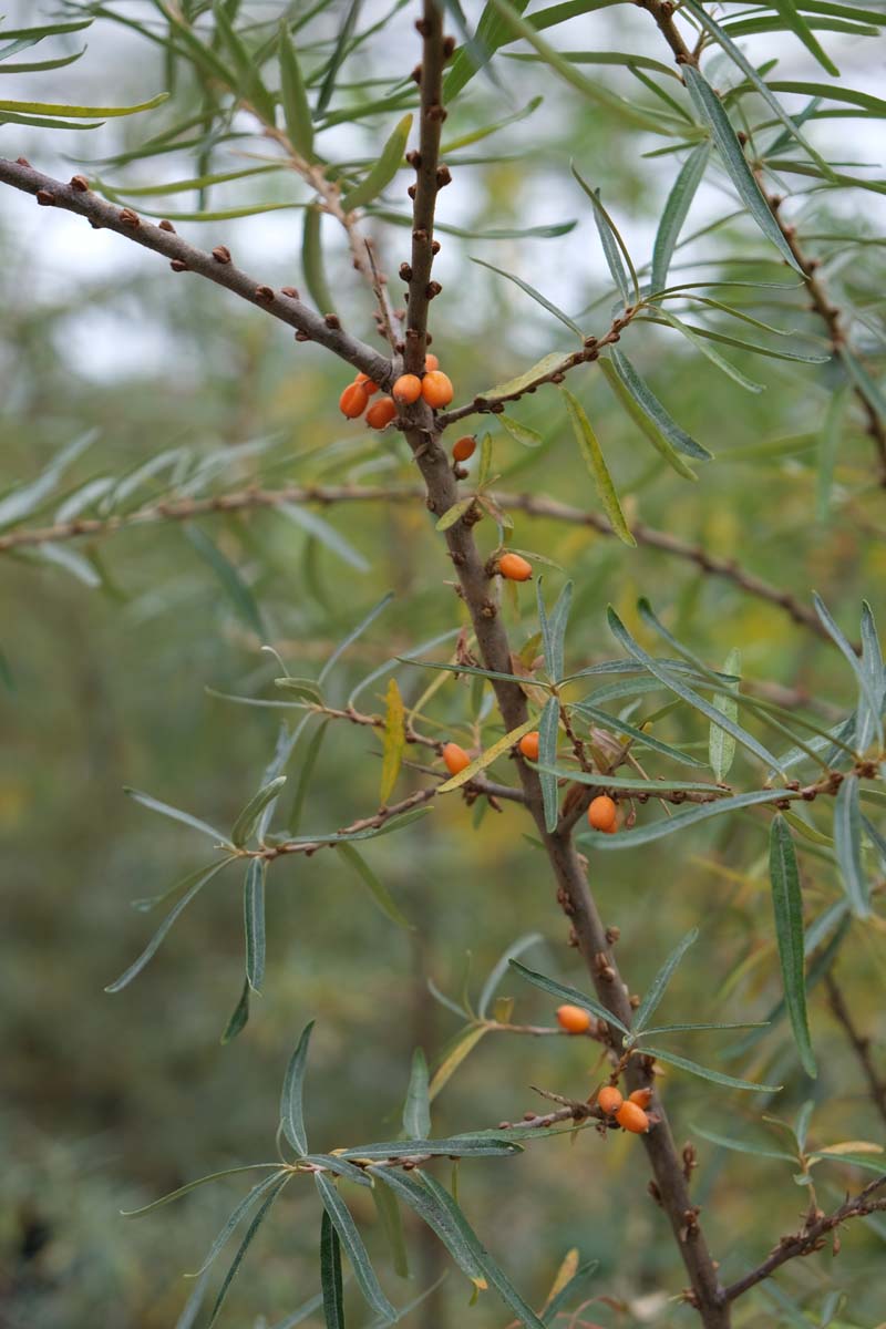 Hippophae rhamnoides 'Hergo' Tuinplanten bes