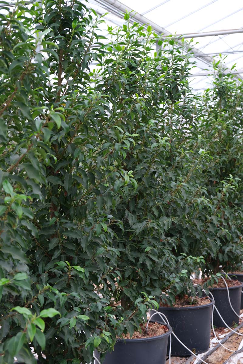 Prunus laurocerasus 'Angustifolia' meerstammig / struik struik