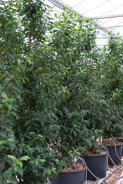 Prunus laurocerasus 'Angustifolia' meerstammig / struik struik