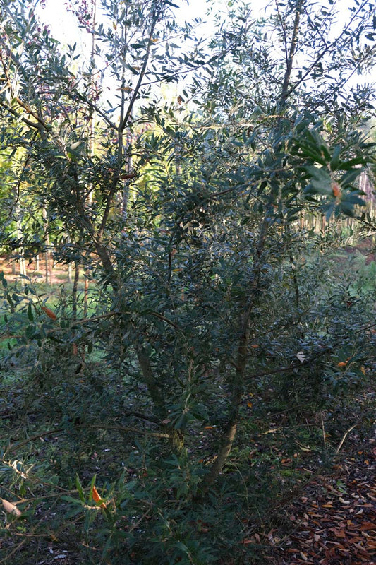 Quercus hispanica 'Waasland' meerstammig / struik meerstammig