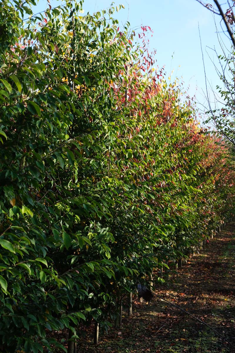 Sycoparrotia semidecidua op stam geveerd