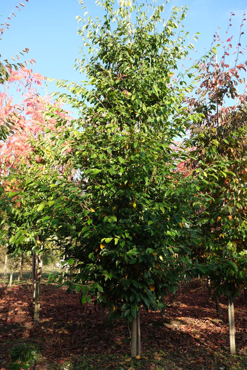 Sycoparrotia semidecidua op stam geveerd