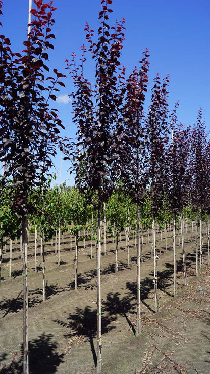 PRCNIGRA6-8HODR stamomtrek 6-8