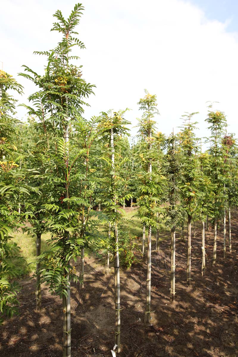 SOTFASTI6-8HODR stamomtrek 6-8