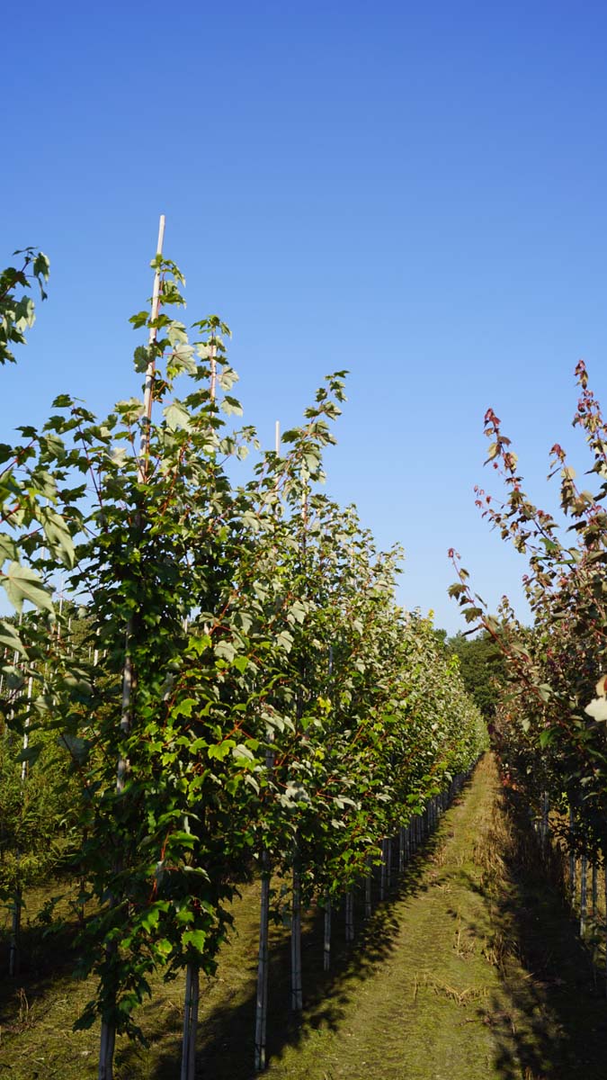 ACROGLOR8-10HODR stamomtrek 8-10