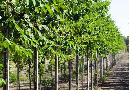 COIGNOTU8-10HODR stamomtrek 8-10