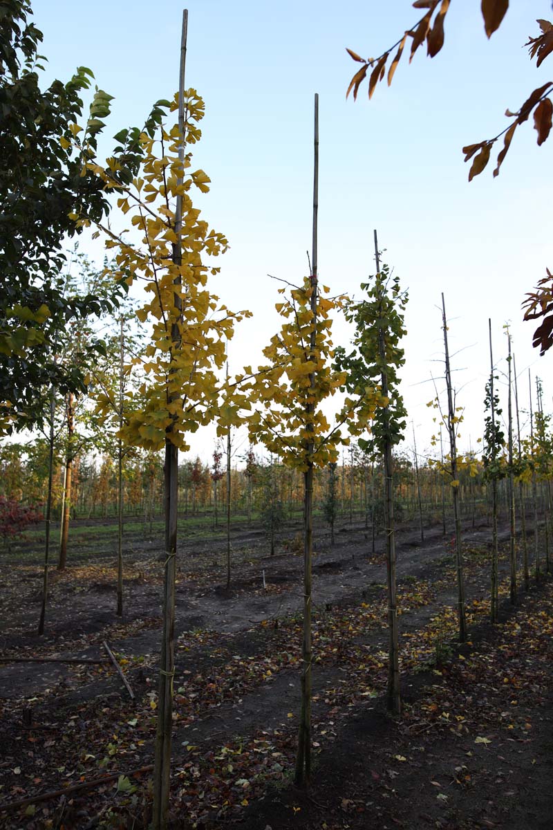 GIBILOBA8-10HODR stamomtrek 8-10