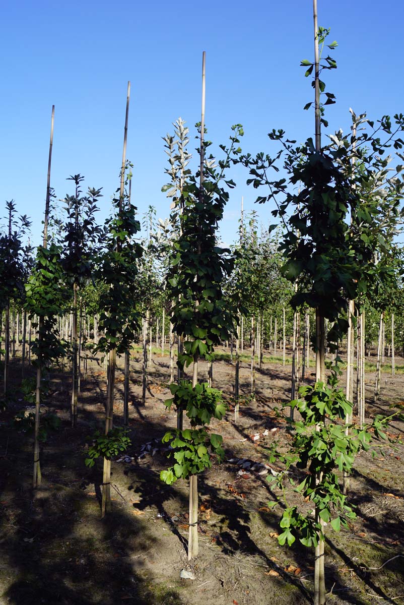 GIBILOBA8-10HODRGEV stamomtrek 8-10