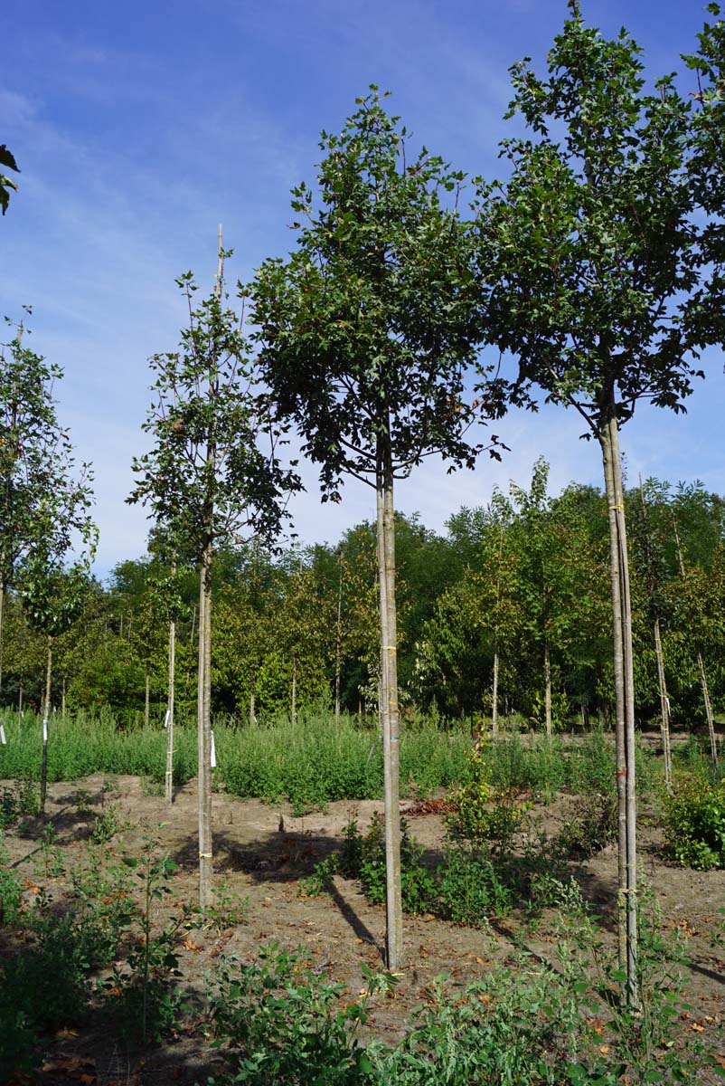 MATRILOB8-10HODR stamomtrek 8-10