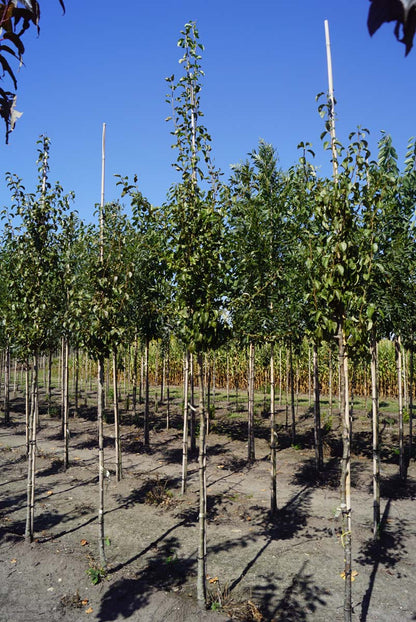 PYCDCOMI8-10HODR stamomtrek 8-10