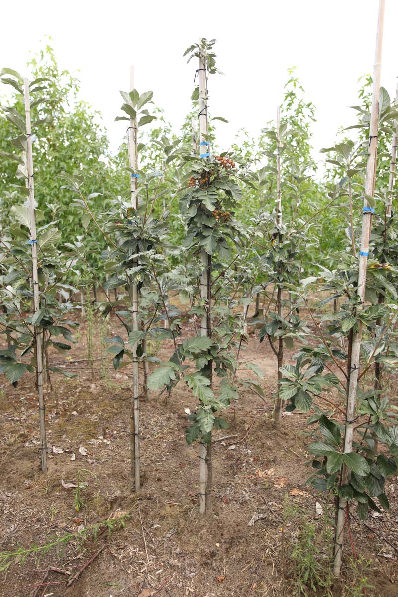 SOAMAGNI8-10HODR stamomtrek 8-10