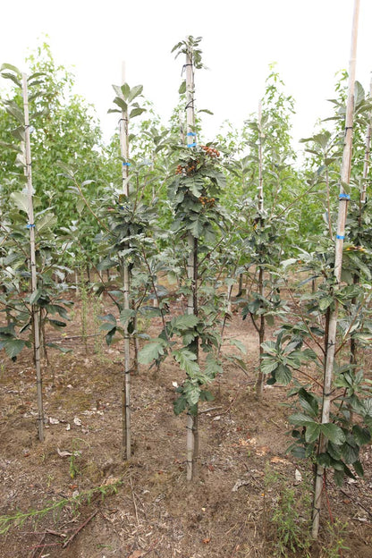 SOAMAGNI8-10HODR stamomtrek 8-10