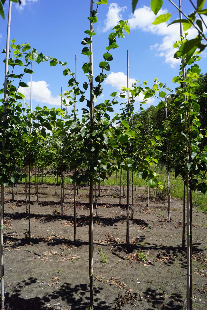 TICRANCH8-10HODR stamomtrek 8-10