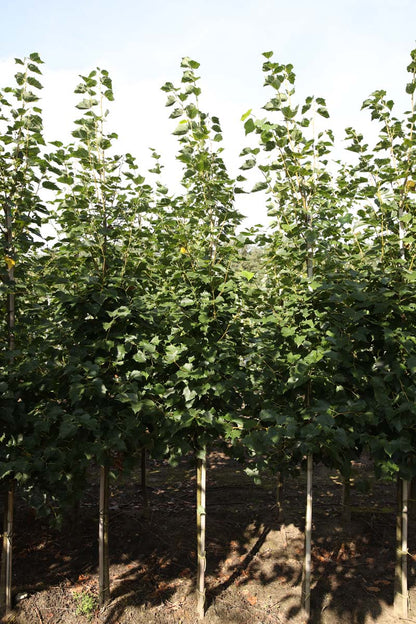 TIMBUDA8-10HODR stamomtrek 8-10