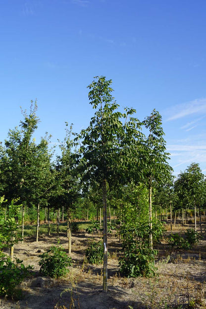 FRAAAPPL10-12HODR stamomtrek 10-12