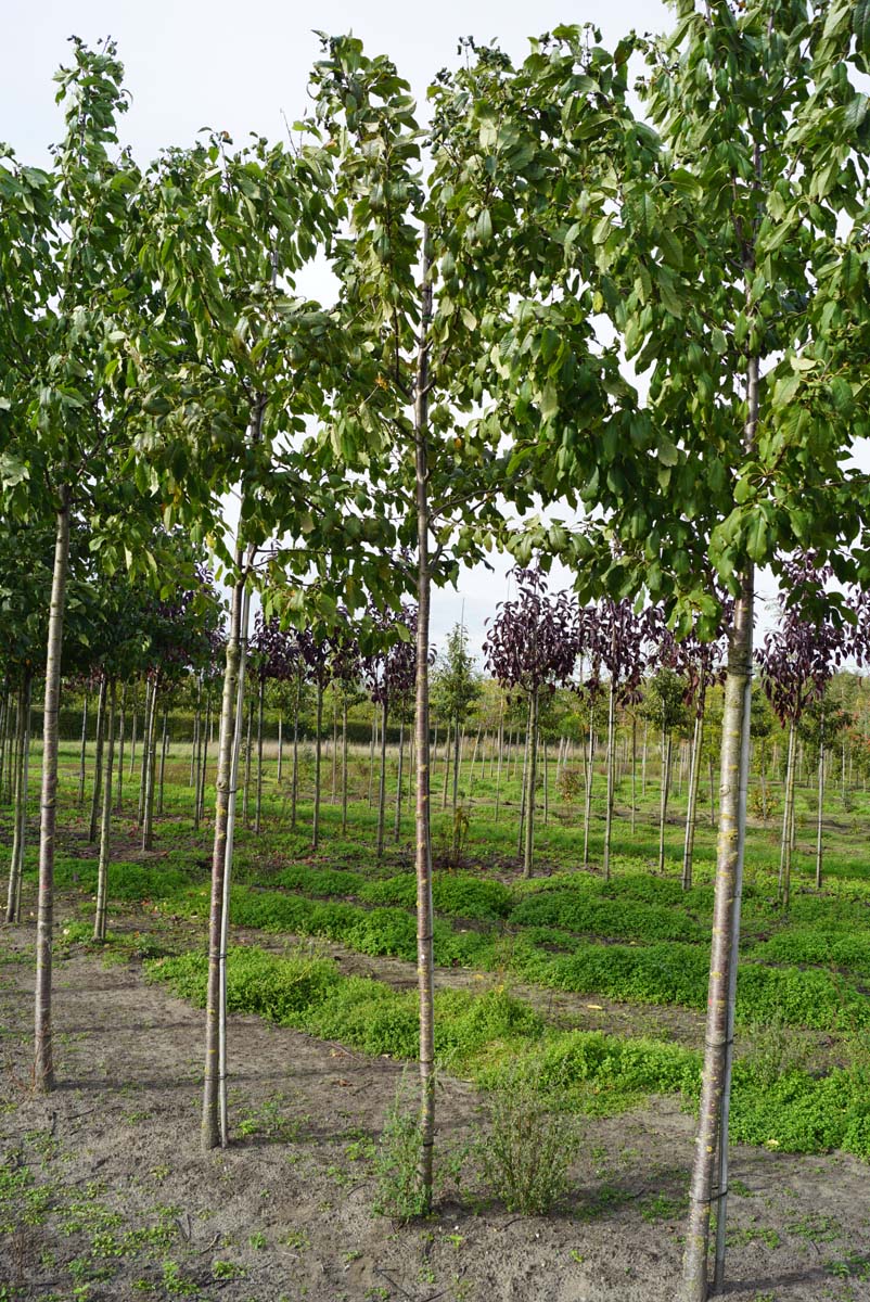 PRAPLENA10-12HODR stamomtrek 10-12