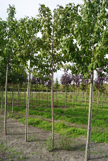 PRAPLENA10-12HODR stamomtrek 10-12