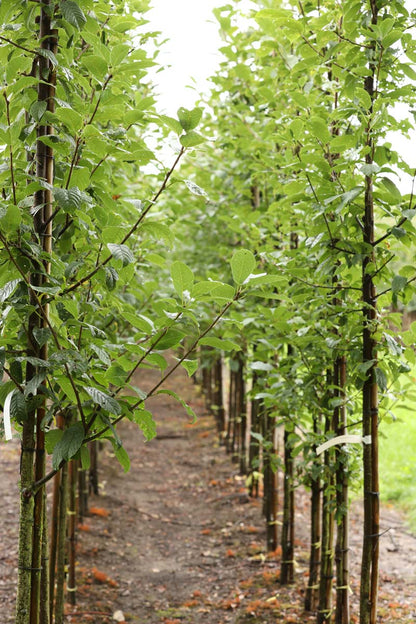 PRPALBER10-12HODR stamomtrek 10-12