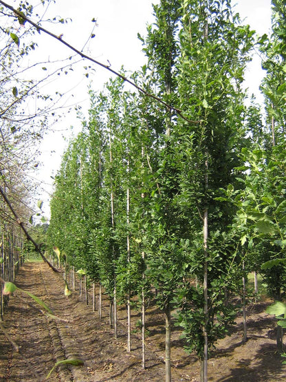 QURFKOST10-12HODRGEV stamomtrek 10-12