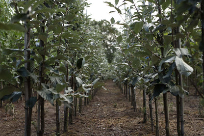 SOAMAGNI10-12HODR stamdiameter 10-12