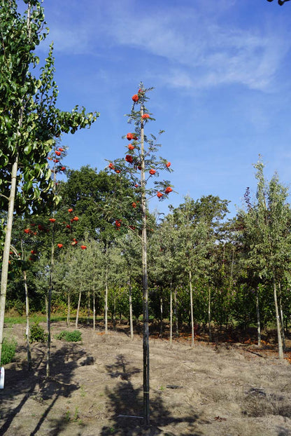 SOASSEED10-12HODR stamomtrek 10-12