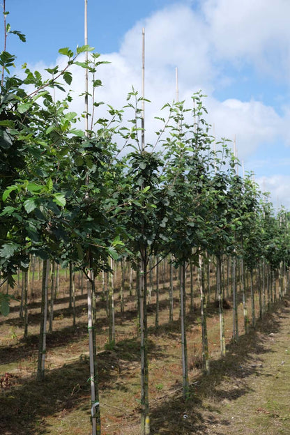 SOHGIBBS10-12HODR stamomtrek 10-12