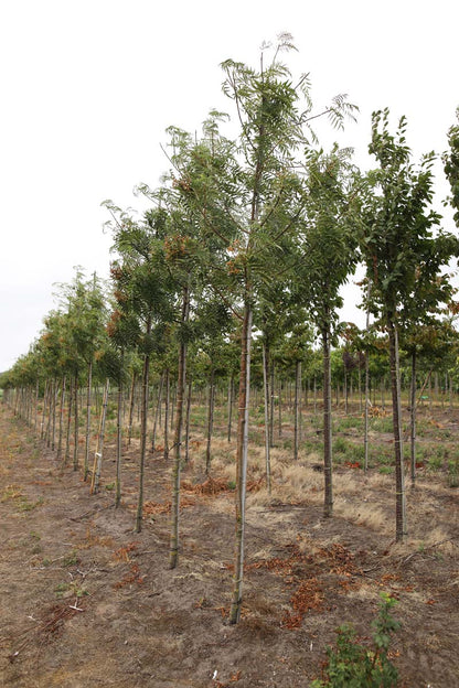 SODODONG10-12HODR stamomtrek 10-12