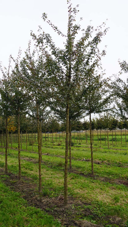 ACCELSRI12-14HODR stamomtrek 12-14