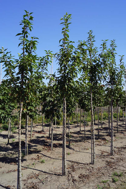 PRSSBOUL12-14HODR stamomtrek 12-14