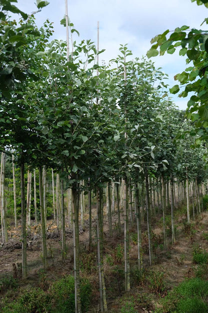 SOALUTES12-14HODR stamomtrek 12-14