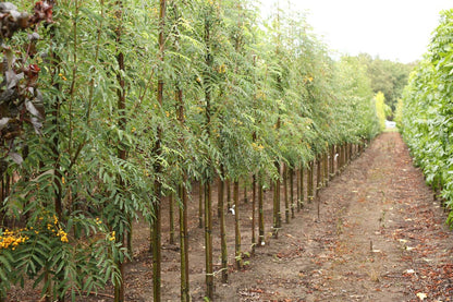 SOASCHOU12-14HODR stamomtrek 12-14