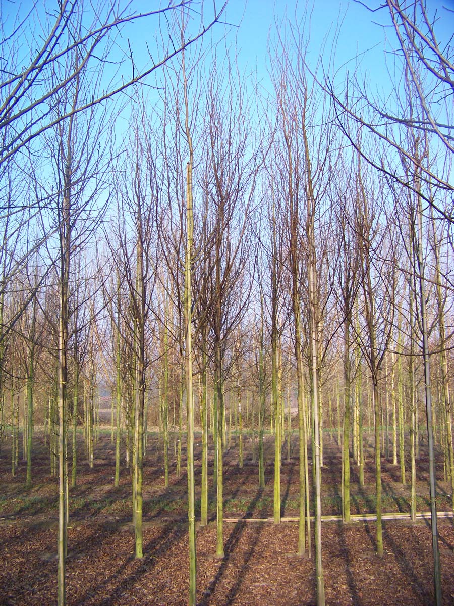 SOASSEED12-14HODR stamomtrek 12-14