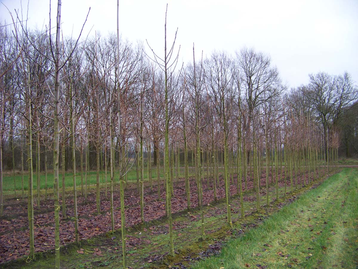 SOHGIBBS12-14HODR stamomtrek 12-14