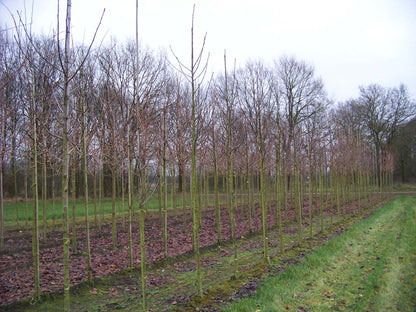 SOHGIBBS12-14HODR stamomtrek 12-14