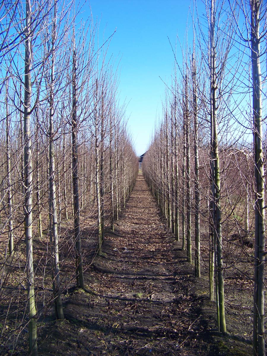 CABFASTI14-16HODRGEV stamomtrek 14-16