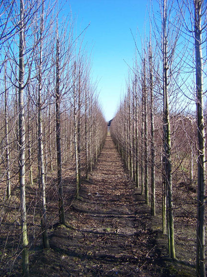 CABFASTI14-16HODRGEV stamomtrek 14-16