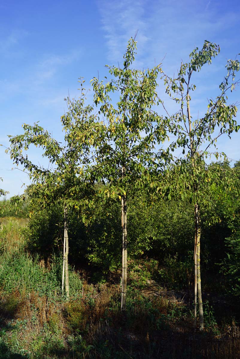 MAALMEY14-16HODR stamomtrek 14-16