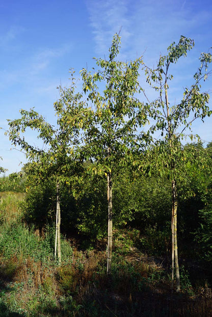 MAALMEY14-16HODR stamomtrek 14-16