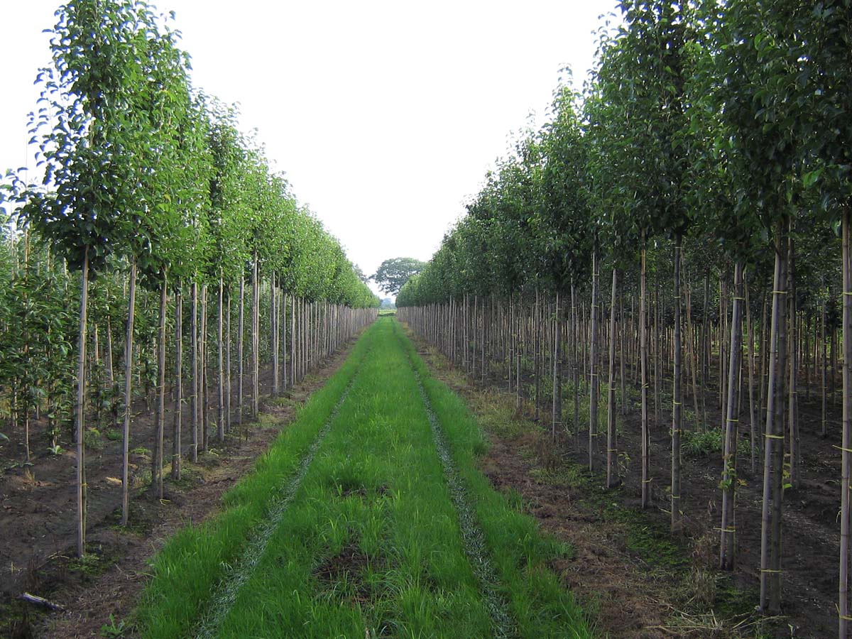 PYCCHANT14-16HODR stamomtrek 14-16