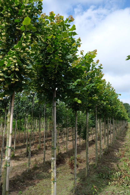 TIPRUBRA14-16HODR stamomtrek 14-16