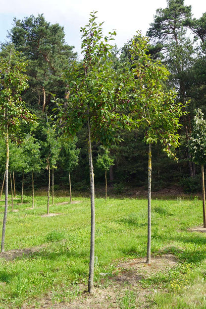 MADOBEL16-18HODR stamomtrek 16-18