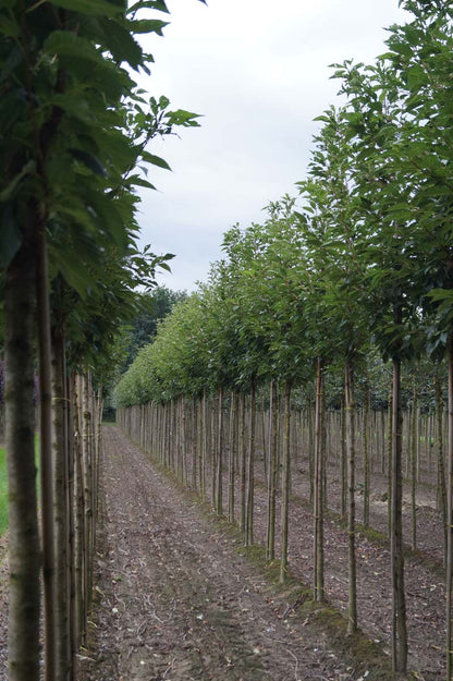 PRSSBOUL16-18HODR stamomtrek 16-18