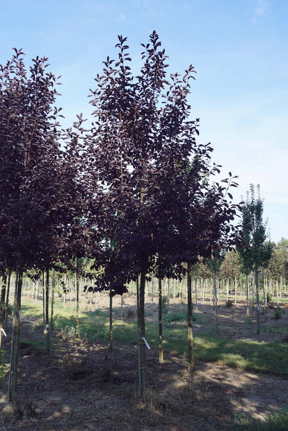 PRVCRED16-18HODR stamomtrek 16-18