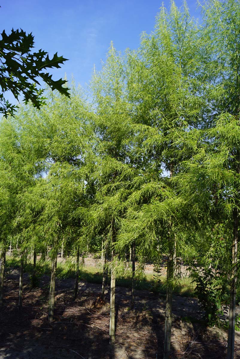 ACSBGRAC18-20HODR stamomtrek 18-20