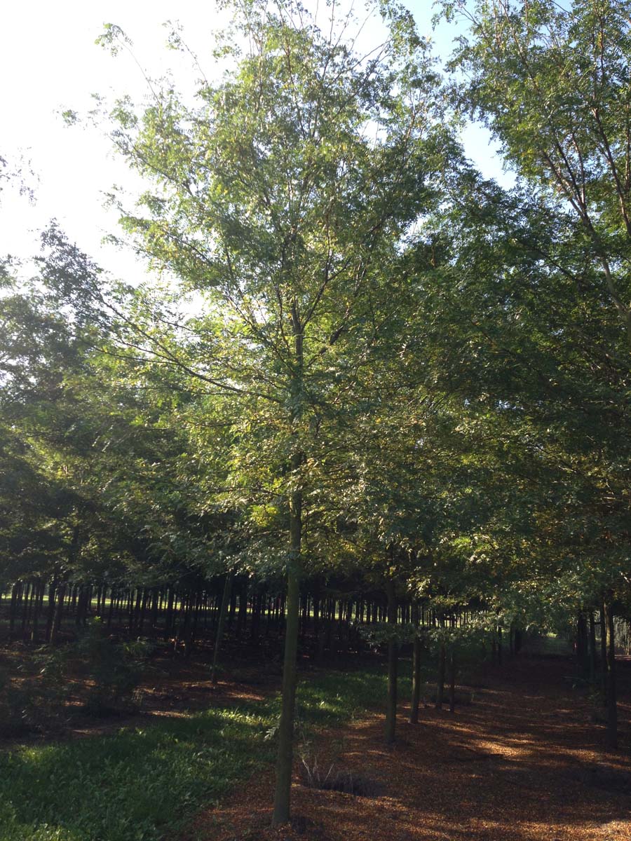 GLTSKYLI18-20HODR stamomtrek 18-20