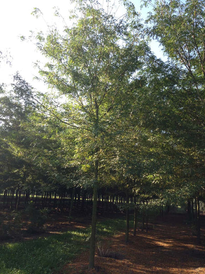 GLTSKYLI18-20HODR stamomtrek 18-20