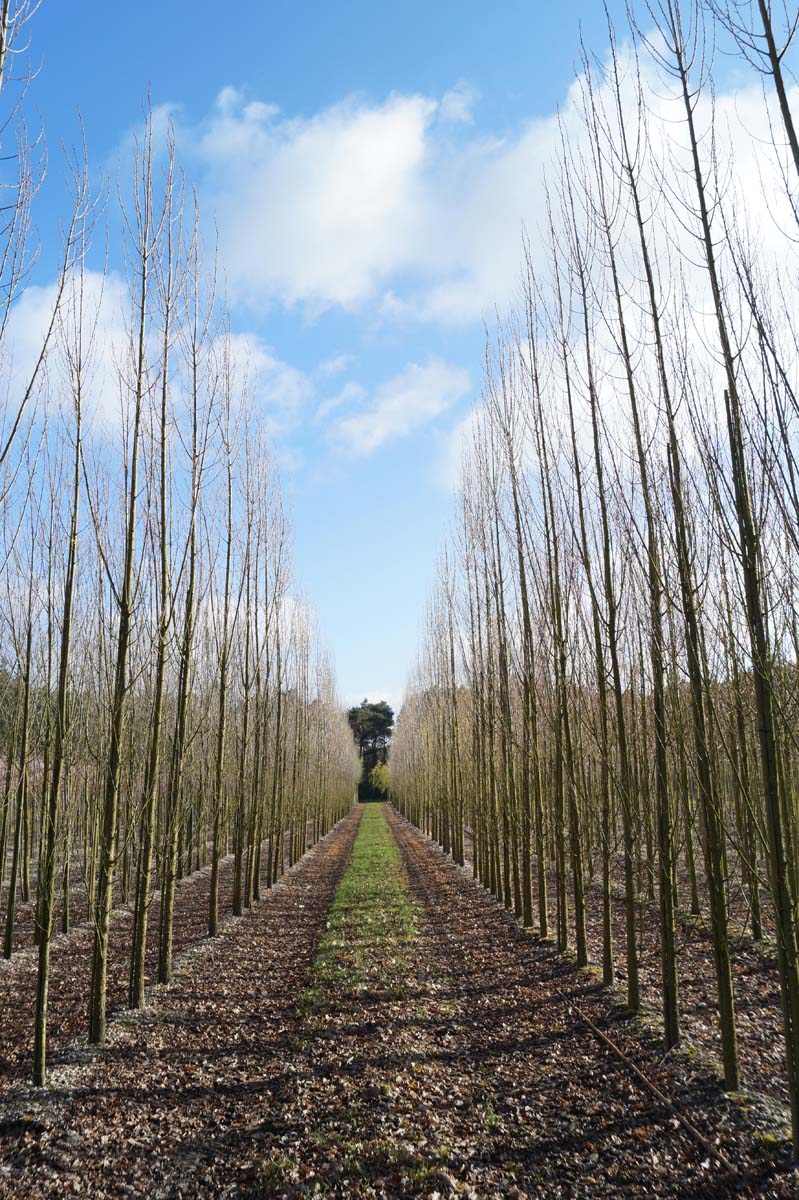 PONITALI18-20HODR stamomtrek 18-20