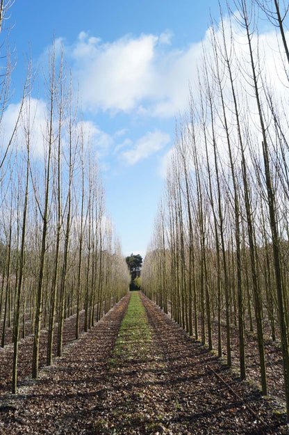 PONITALI18-20HODR stamomtrek 18-20