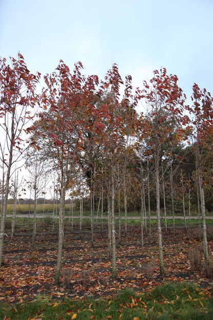 PRSSBOUL18-20HODR stamomtrek 18-20