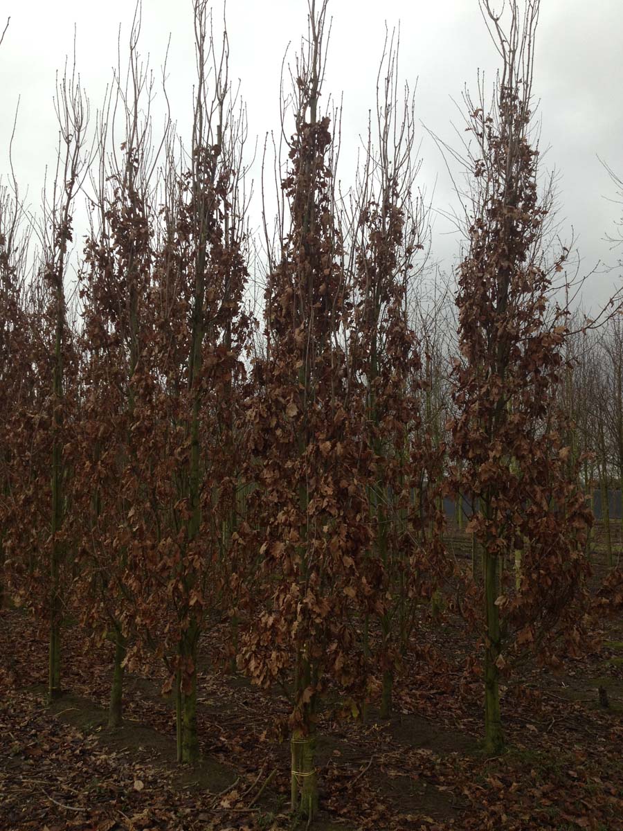 QURFKOST18-20HODRGEV stamomtrek 18-20